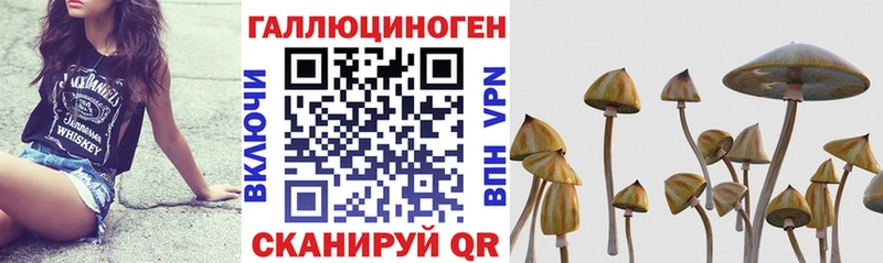 Псилоцибиновые грибы Cubensis  Купить  Горнозаводск 